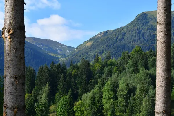 Güneşli bir günde ormanlı bir dağ manzarası.
