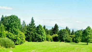 Yeşil ağaçların çayır