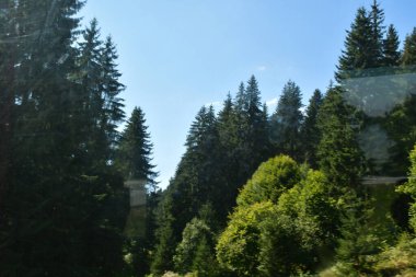 Slovakya 'daki yeşil bir ormanın güzel manzarası