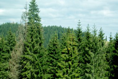 Karpatlar 'daki yeşil orman. Ağaçlar kalın bir katmanla kaplıdır.