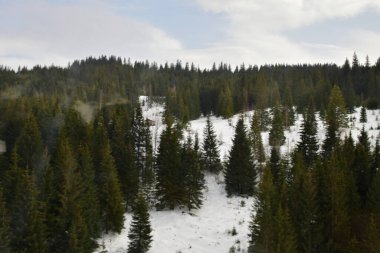 karla kaplı çam ağaçları ve çam ormanı