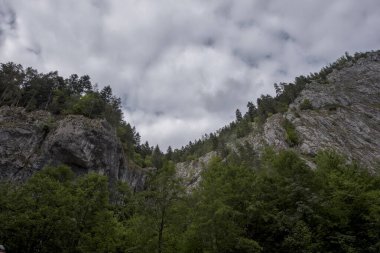 Ormandaki kayalık kayalıkların güzel bir görüntüsü.