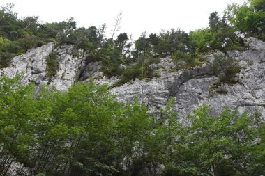 yeşil yosun ormandaki kayalarda