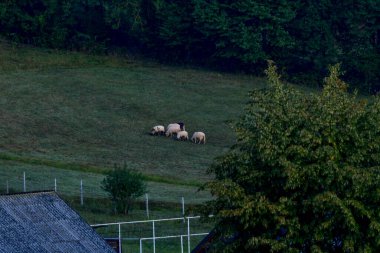 İnekler Karpatlar 'daki çayırlarda otlar..