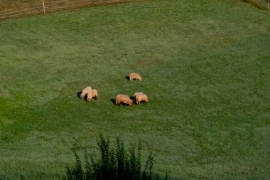 Ormanın kıyısındaki bir çayırda koyun.