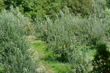 Bahçedeki bir ağacın yeşil yaprakları