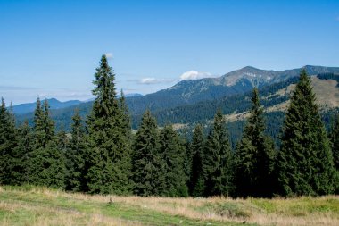 Arkasında ağaçlar olan dağ ormanı