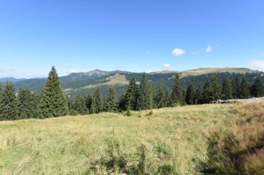 Yazın Karpat dağlarının güzel manzarası