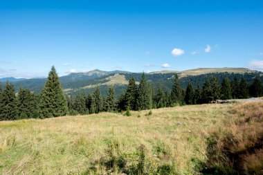Ukrayna Karpatları 'nda yaz manzarası