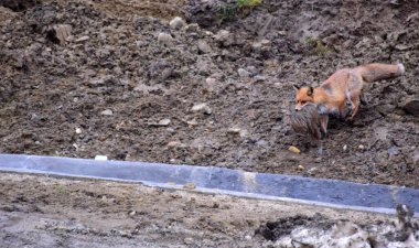 Ormanda bir kızıl tilki