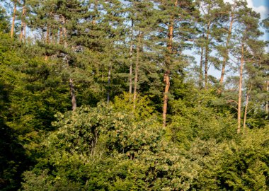 Ormandaki yeşil çam ağaçları