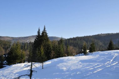 Bir dağ yamacındaki çam ağaçlarına kar yağıyor. Dağların yamaçlarındaki orman, Karpat dağlarının yamaçları.