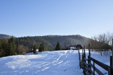 Atlar kışın çiftlikte