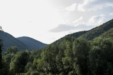 Yeşil ağaçlı dağ ormanı