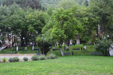 Ağaçlar ve bitkilerle dolu güzel bir park manzarası.