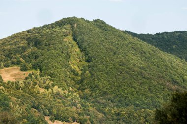 Yeşil ağaçlı bir dağ zirvesi