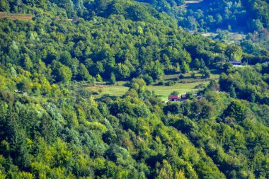 Yazın Karpat Dağları 'nda güzel yeşil orman.
