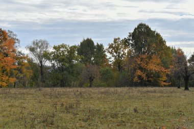 Ormanda sonbahar manzarası.