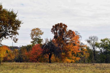 autumn landscape in park, yellow leaves, trees in the background
