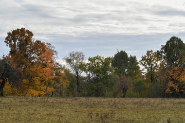 Ağaçlar ve ormanlarla dolu renkli sonbahar manzarası