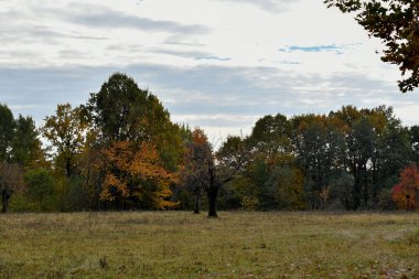 Ormanda bir ağacı olan güzel bir manzara.