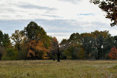 Sonbahar parkında ağaçlar