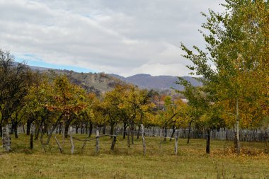 autumn landscape with a tree, the trees on the mountain slopes of the village