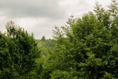 Ormandaki ağaçlar.