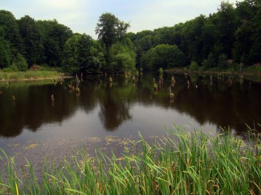 a pond in a small pond