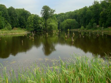 pond in summer park in the middle of the trees