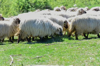 Beyaz koyun sürüsü