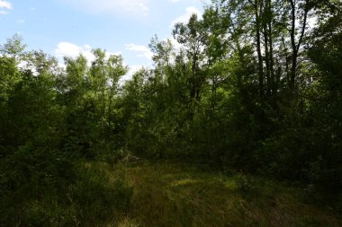 Şehir parkında yaz, ağaçlar ve bitkiler parkta