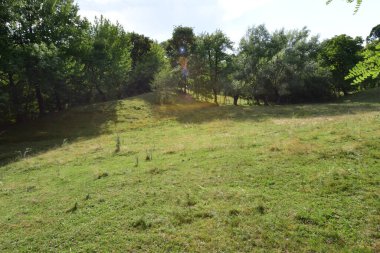 Ağacı olan güzel bir manzara