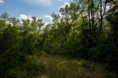 Yazın yeşil ormanı kırsalda güneşli havada