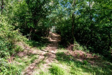 Yazın ormanda bir patika