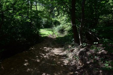 Ormanın güzel bir görüntüsü.