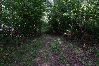 Ormanda yeşil ağaçlar.