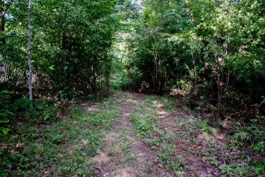 Yeşil ormandaki patika