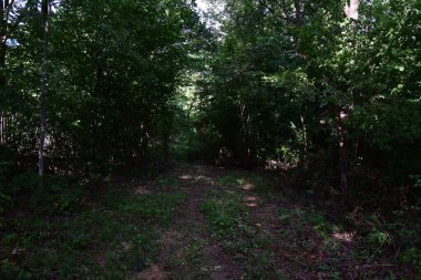 Yazın ağaçları ve çalıları olan bir orman.