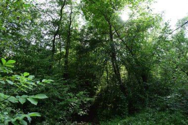 Parktaki yeşil orman