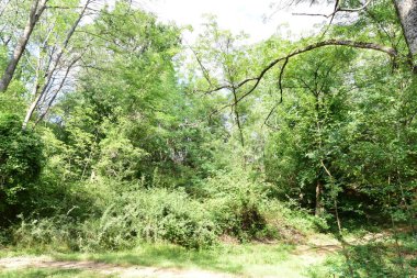 Ormanda yeşil çimenler ve ağaçlar