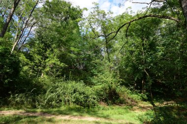 Bulutlu bir günde parktaki ağaçların dikey görüntüsü