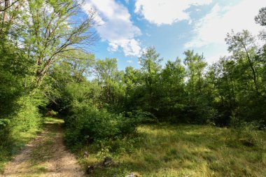 Ormanda yaz yeşil ağaçları.