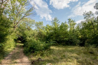 Yeşil ormandaki patika