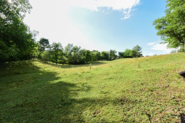 Parkta yeşil bir çim