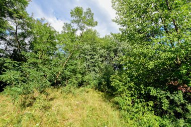 yaz yeşil çimen ve ağaç ormanı