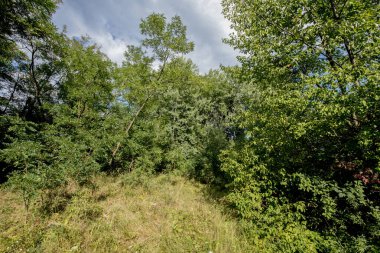 Ağaçları ve mavi gökyüzü olan yeşil orman