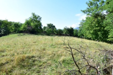 yeşil çimenler ve bitkiler bir tarlada