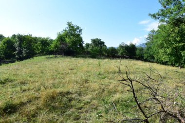 Ağacı ve ormanı olan güzel bir manzara.