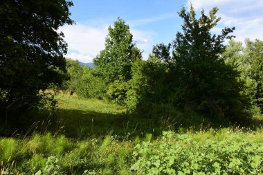 Ormanda yeşil ağaçlar